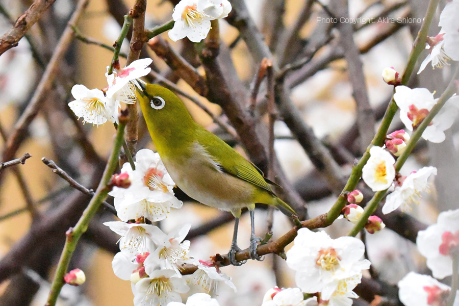 梅の花に集まる野鳥 手づくり梅干し 手づくり食材 Chsいろいろサイト