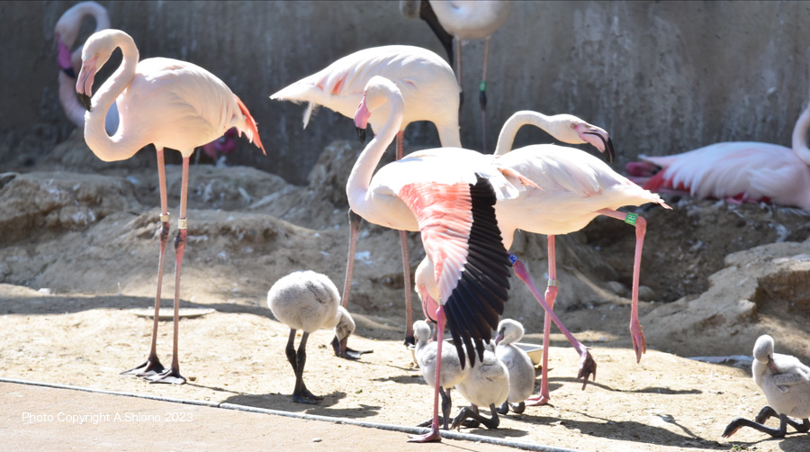 FlamingoGroup150505