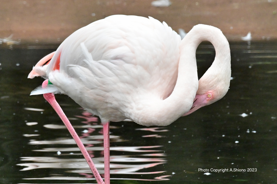 FlamingoTDK230921