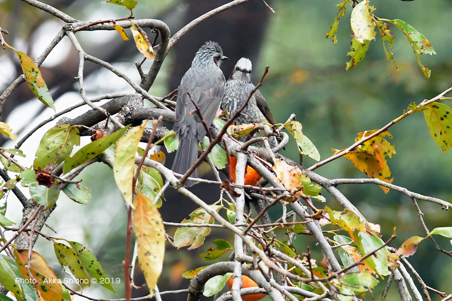 ヒヨドリ 自然公園 雑木林の野鳥 Chsいろいろサイト