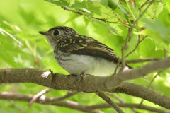 アオサギの飛行姿