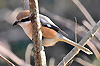 釜の淵公園の12月の野鳥