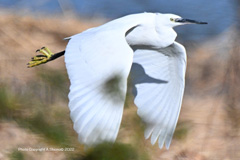 コサギ流し撮り