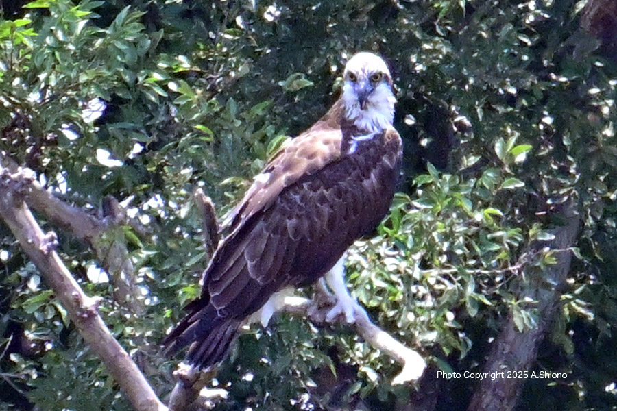 MisagoBranch_TKYP250629