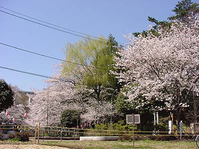 黒鐘公園の桜